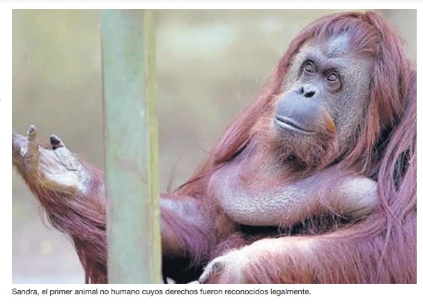 Qué implica la categoría jurídica de animal no humano